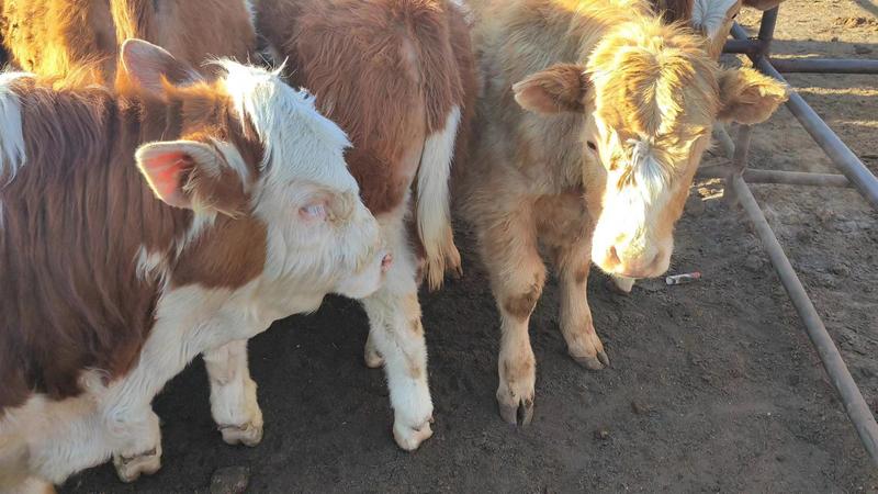 [牛犊]草原一手牛西门塔尔牛牛犊疫苗接种欢迎来电采购