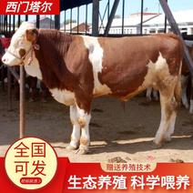 西门塔尔公牛犊，老片，对牛，淘汰种公牛。