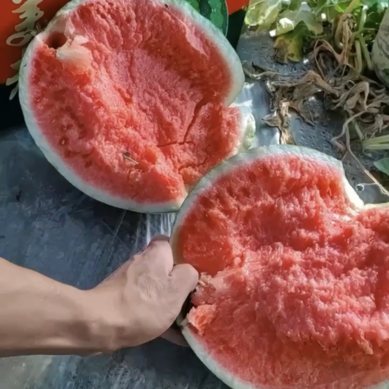 麒麟西瓜🍉云南产区大量上市，质量三包