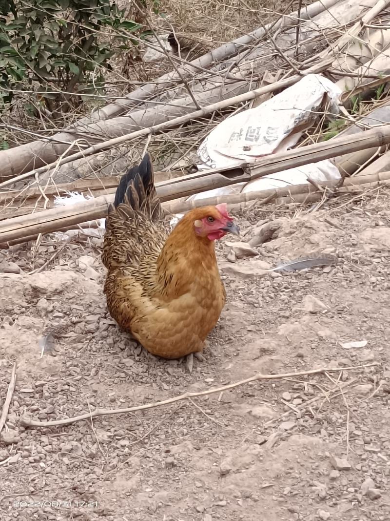 放养土鸡