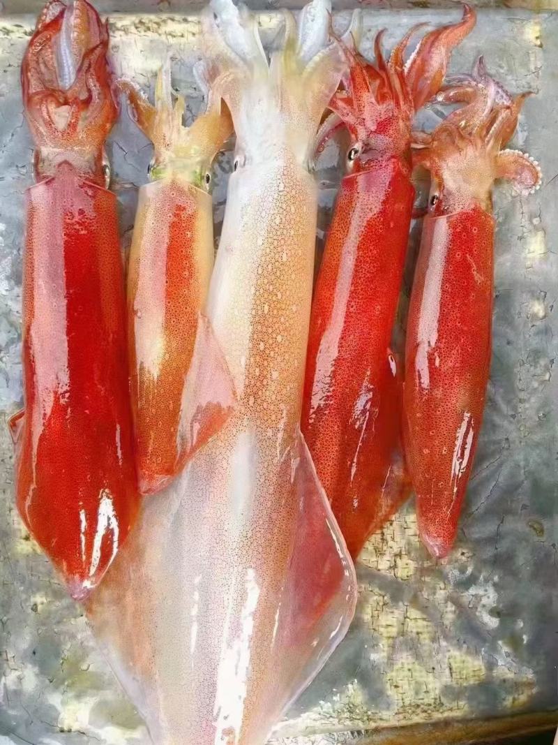 台海手钓鱿鱼(大管)，活冻鱿鱼，可刺身，小件试样十斤1件