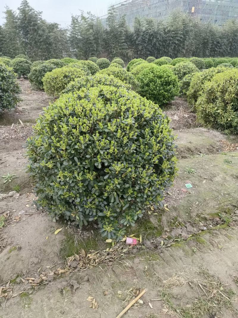 【海桐球】浙江萧山绿化苗基地货源/规格多样/量大从优