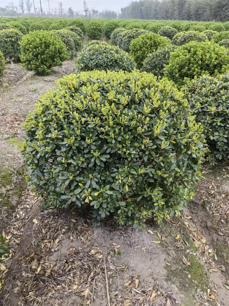 【海桐球】浙江萧山绿化苗基地货源/规格多样/量大从优