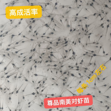 南美白对虾苗基围虾苗淡水养殖快大一号高抗存活率高