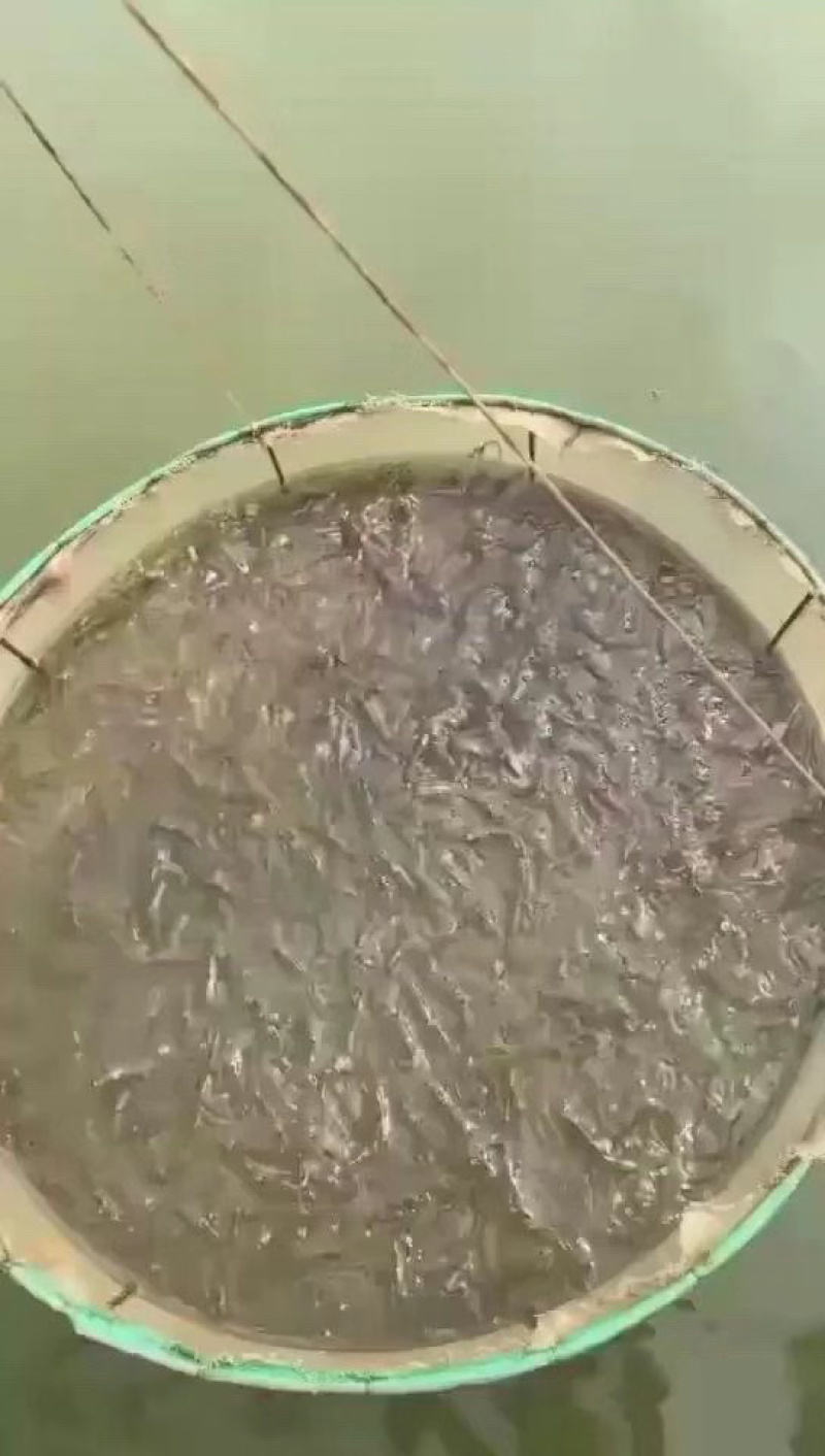 南美白对虾苗基围虾苗淡水养殖快大一号高抗存活率高
