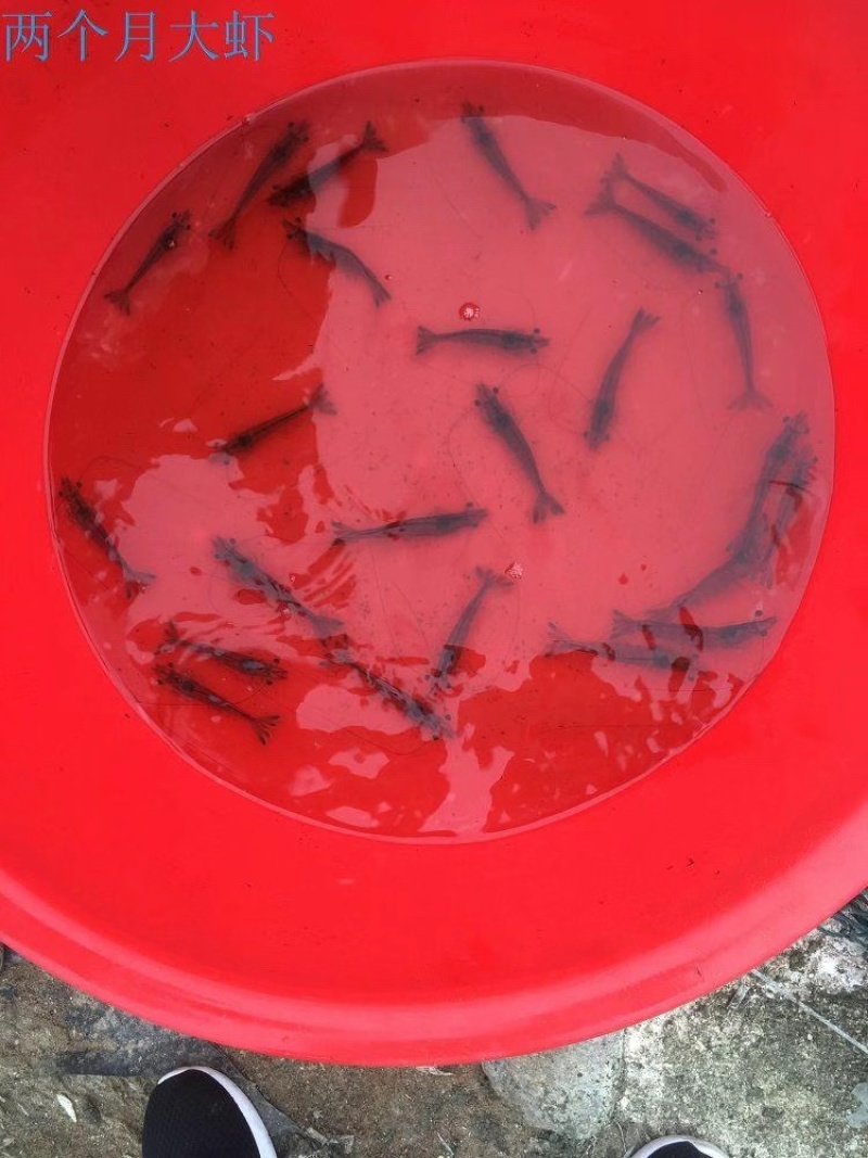 南美白对虾苗基围虾苗淡水养殖快大一号高抗存活率高