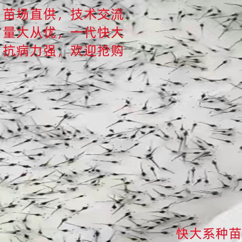 南美白对虾苗基围虾苗淡水养殖快大一号高抗存活率高