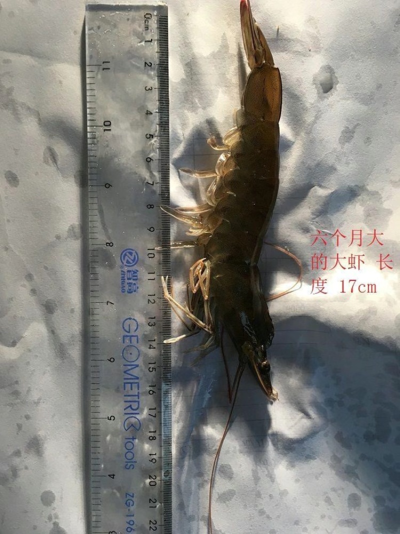 南美白对虾苗基围虾苗淡水养殖快大一号高抗存活率高