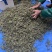构穗，构棒槌，苟棒，