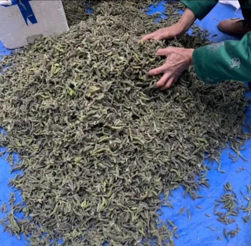 构穗，构棒槌，苟棒，