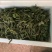 构穗，构棒，构棒槌，大量批发，每天现摘，欢迎各位老板订购