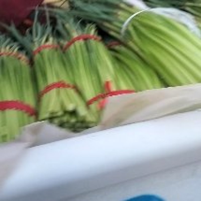 淮阳白帽蒜苔大量上市，专业的运营团队，全国发货。