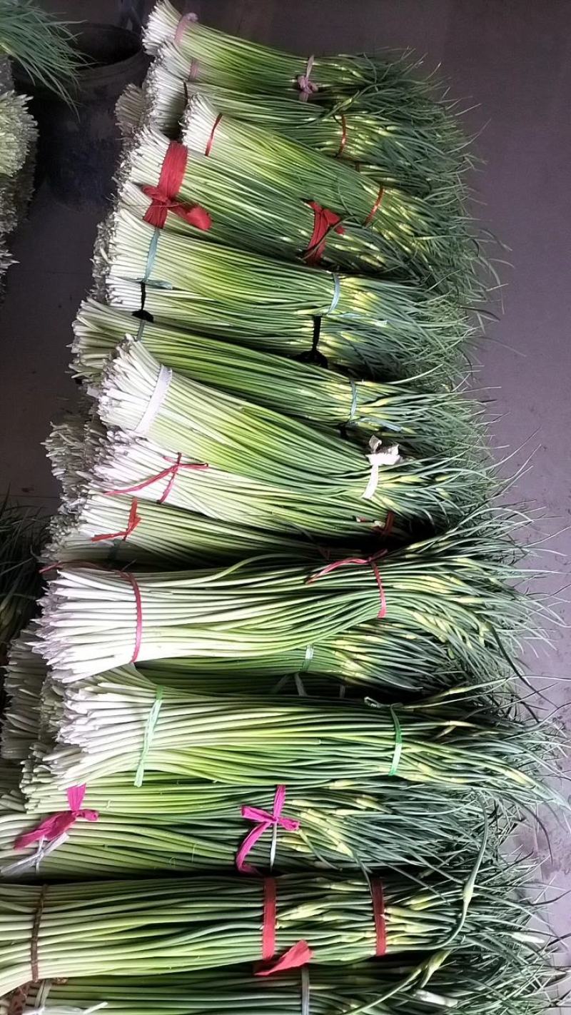 淮阳白帽蒜苔大量上市，专业的运营团队，全国发货。