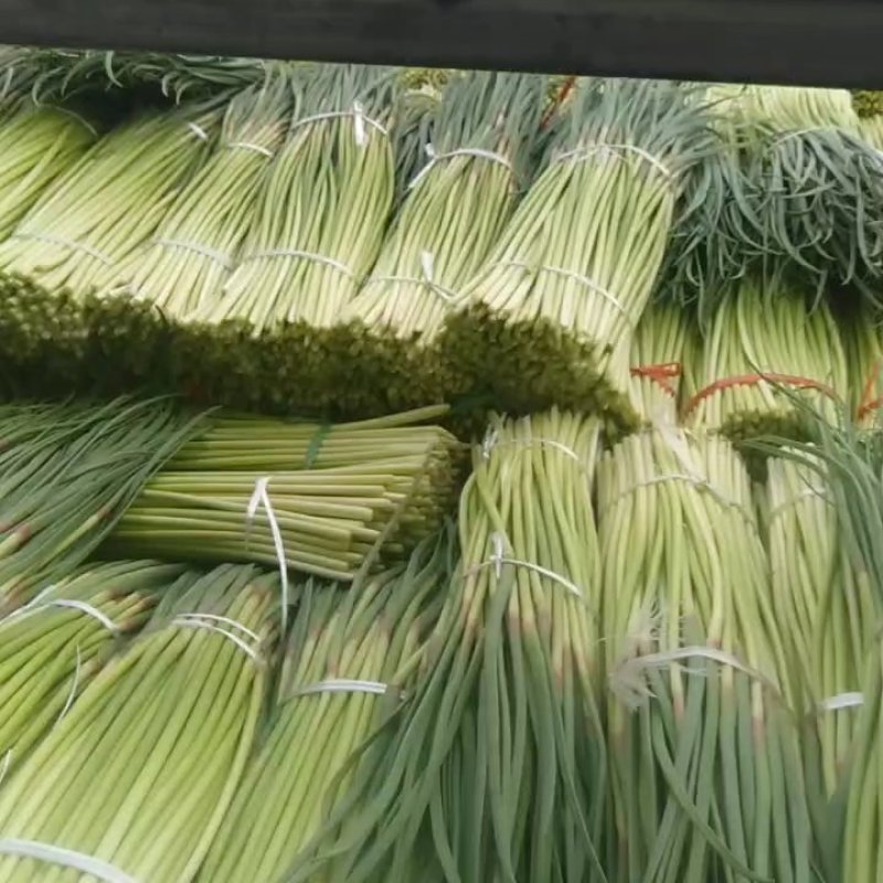 淮阳白帽蒜苔大量上市，专业的运营团队，全国发货。