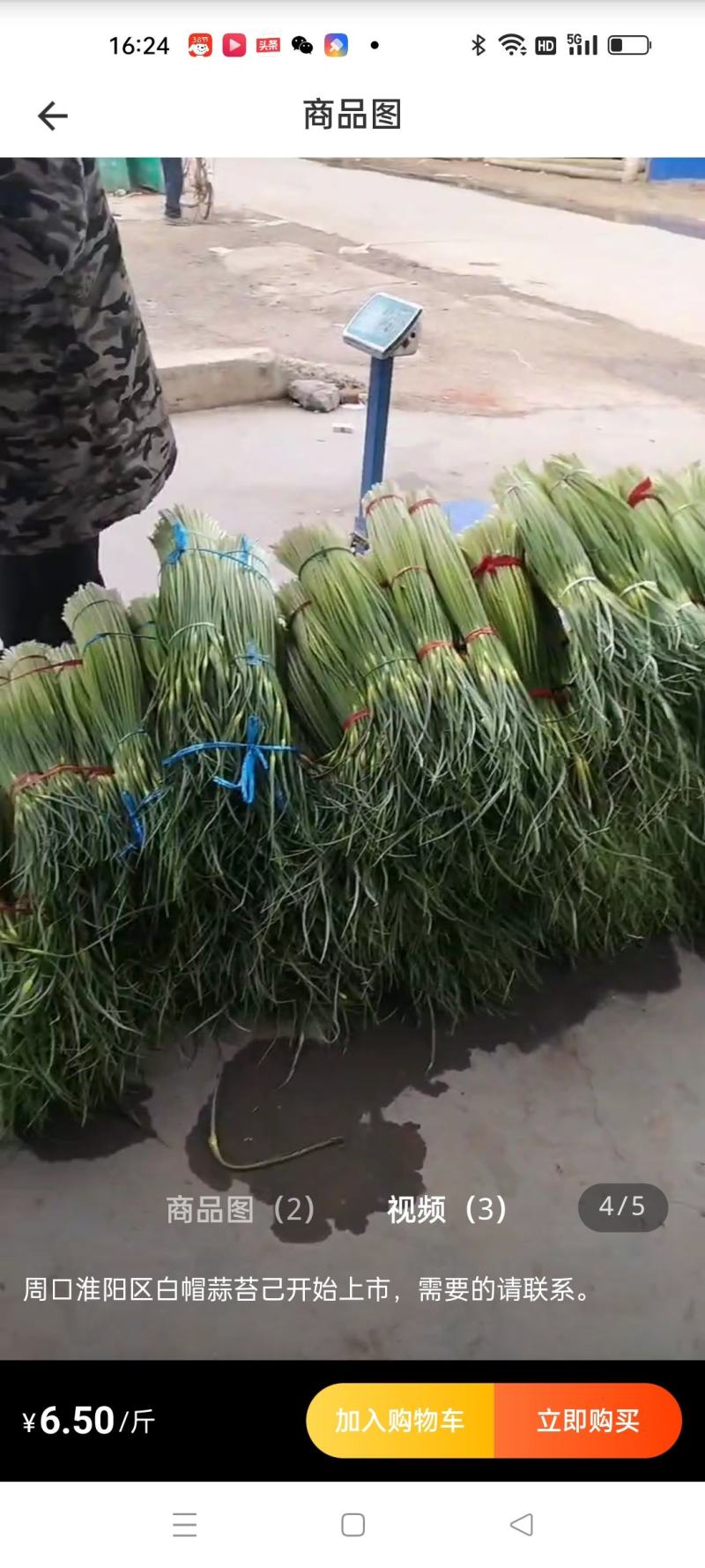 淮阳白帽蒜苔大量上市，专业的运营团队，全国发货。