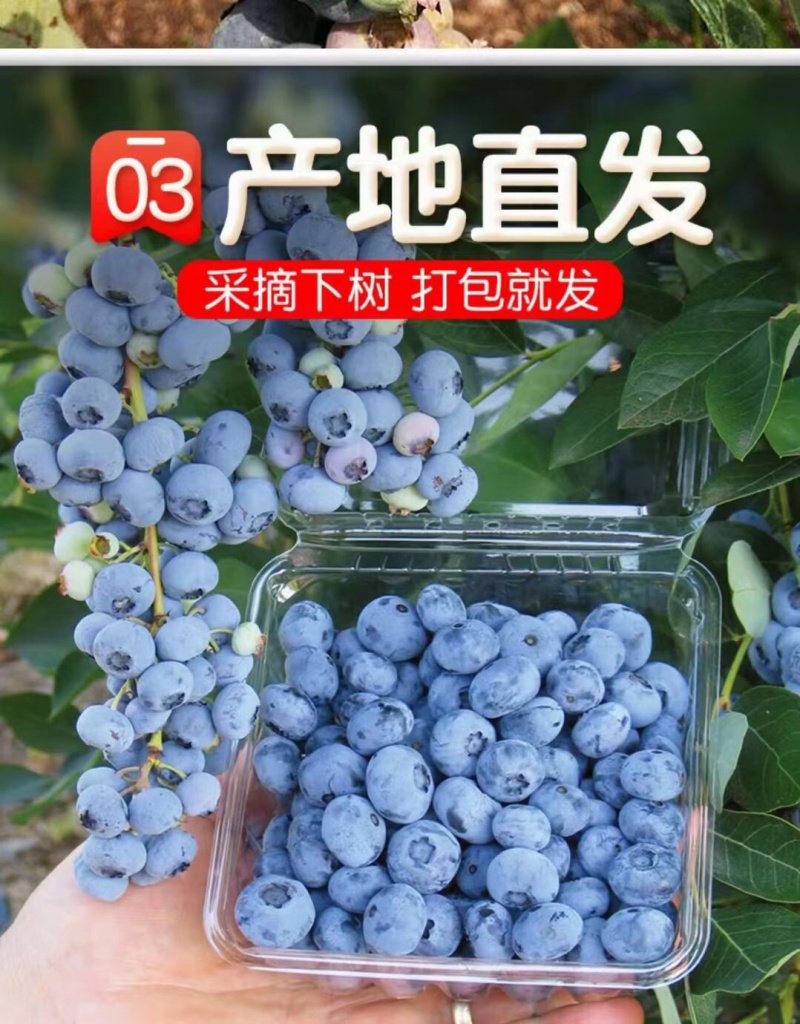 蓝莓鲜果2023年蓝莓已上市品种多样