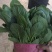 菠菜武清区菠菜武清区精品菠菜