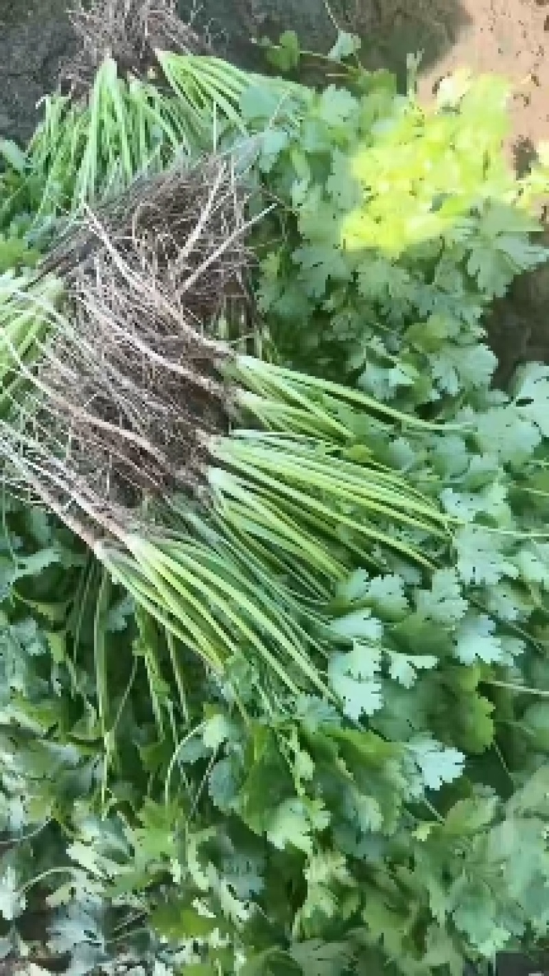 菠菜武清区菠菜武清区精品菠菜