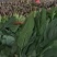 菠菜武清区菠菜武清区精品菠菜