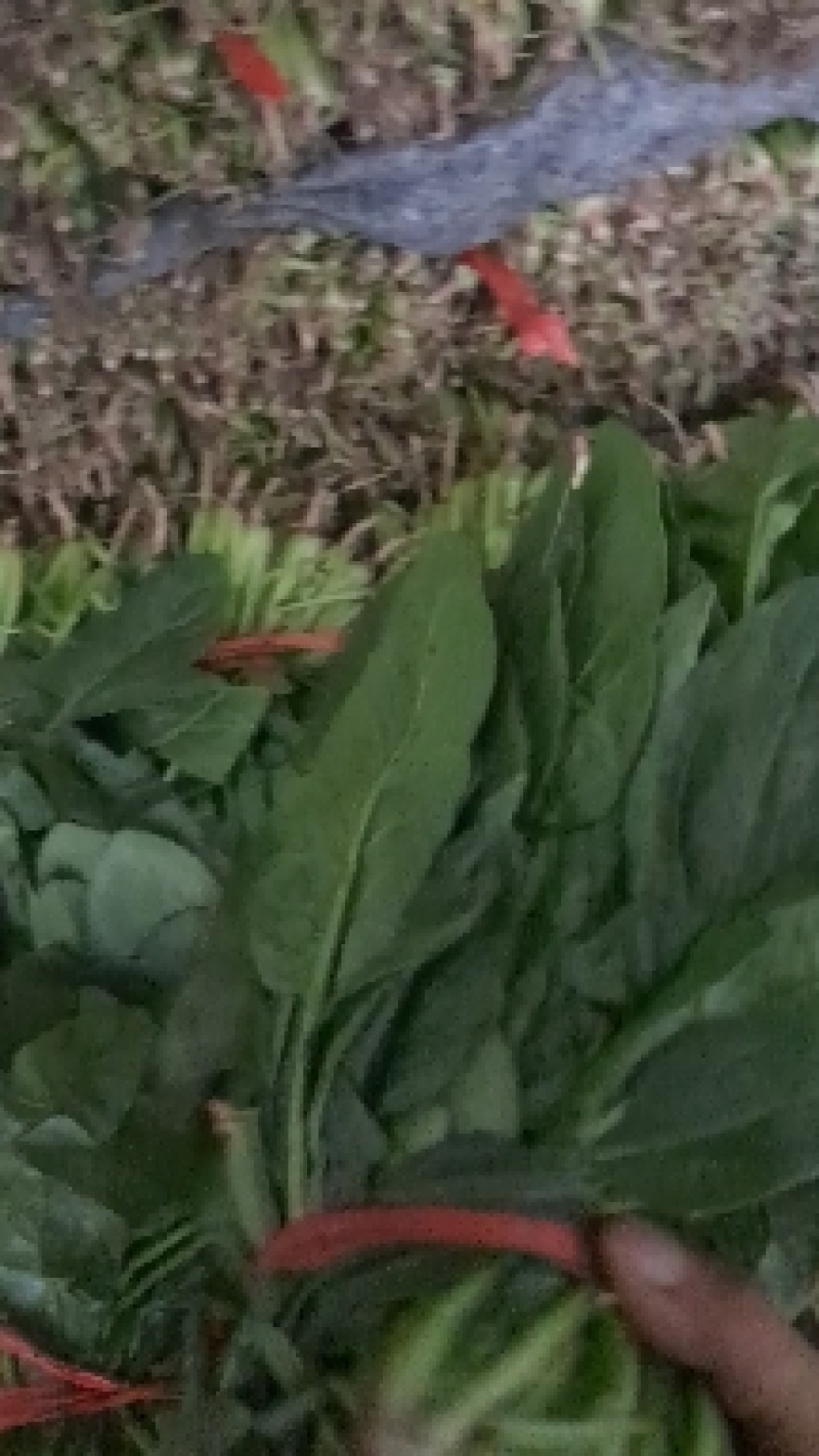 菠菜武清区菠菜武清区精品菠菜