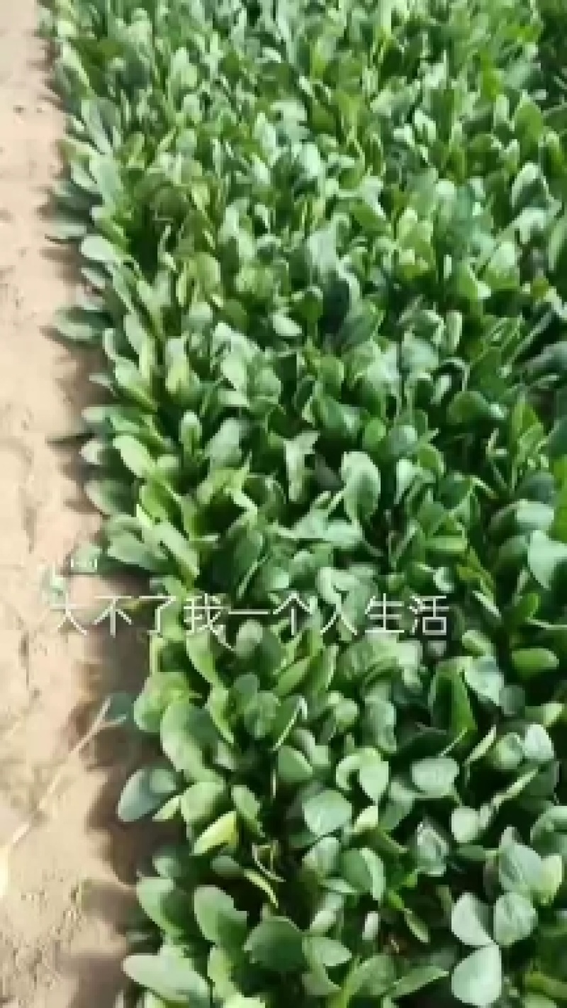 菠菜武清区菠菜武清区精品菠菜