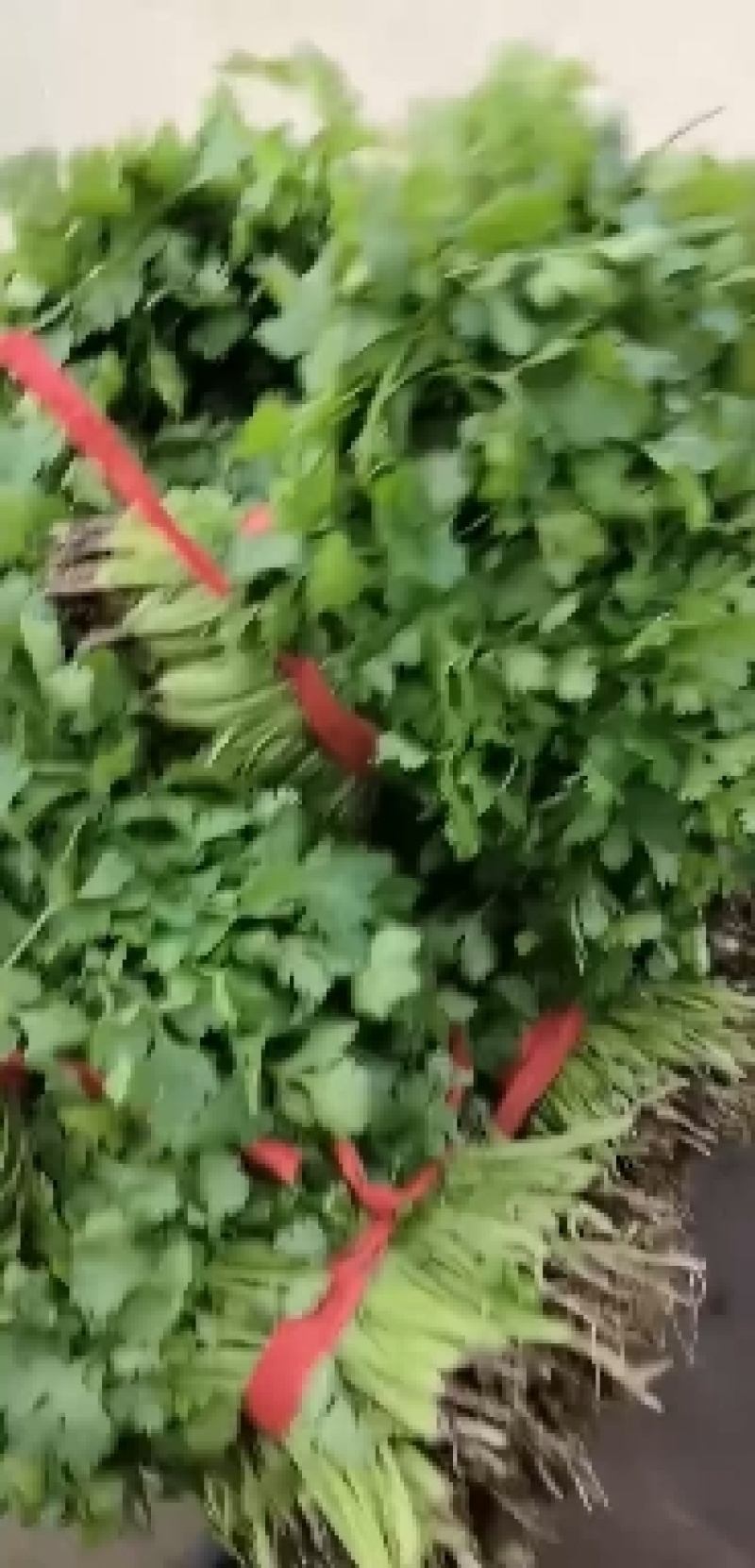 天津市武清区香菜菠菜打包装箱！！！整车发货