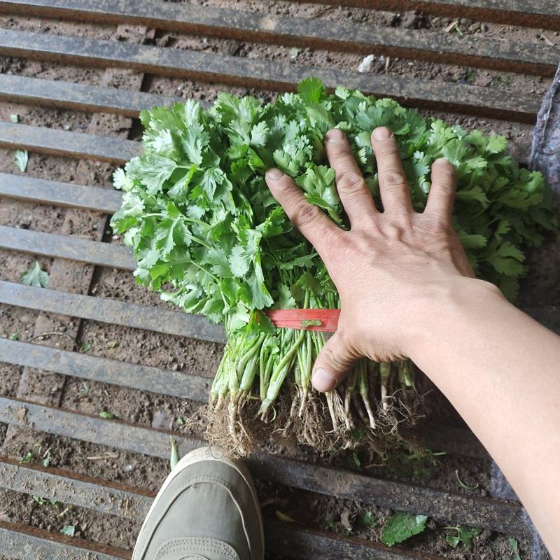 天津市武清区香菜菠菜打包装箱！！！整车发货