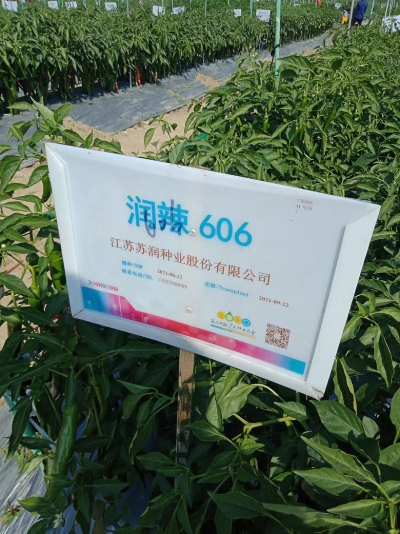 润辣606牛椒品种杂交一代品种种子肉厚青皮青椒品种种子