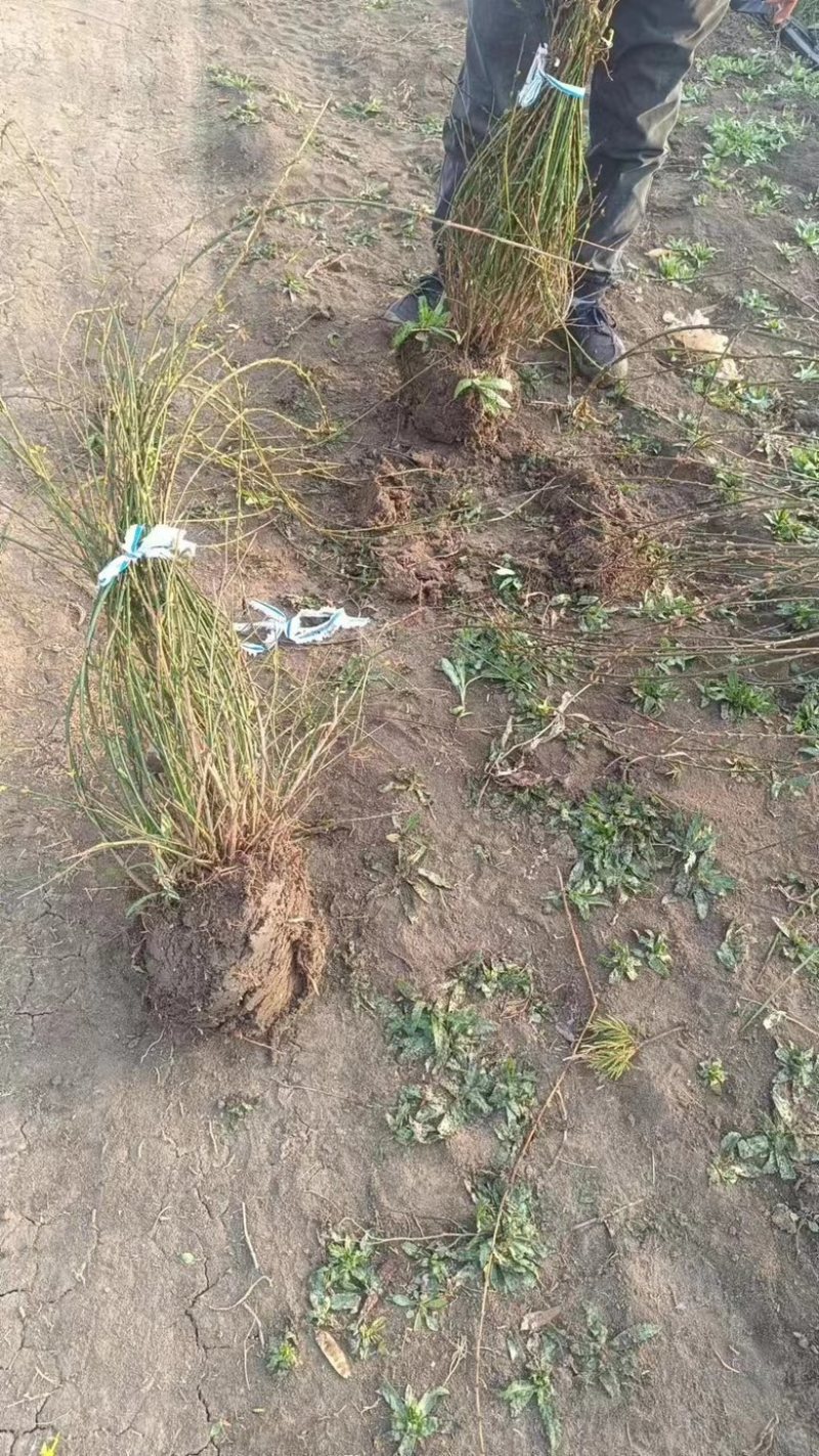 迎春花