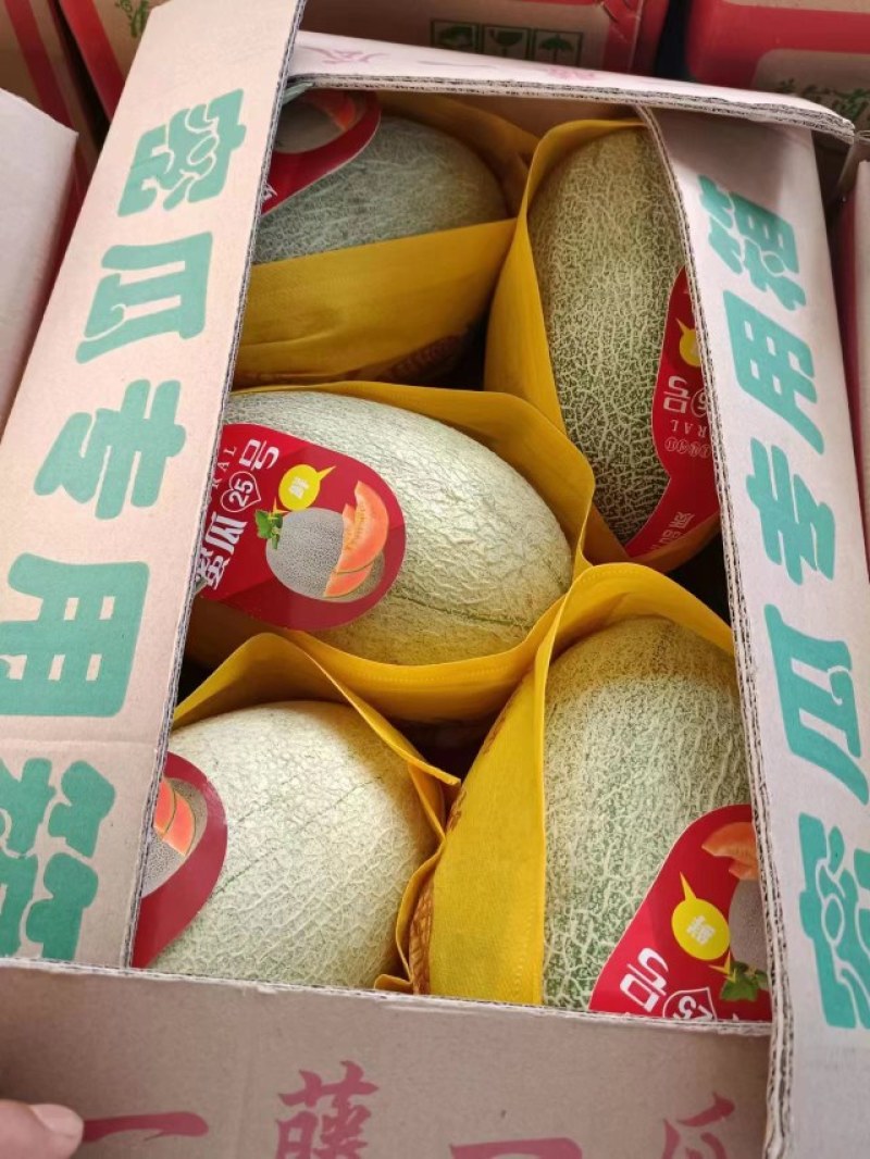 海南哈密瓜大量上市