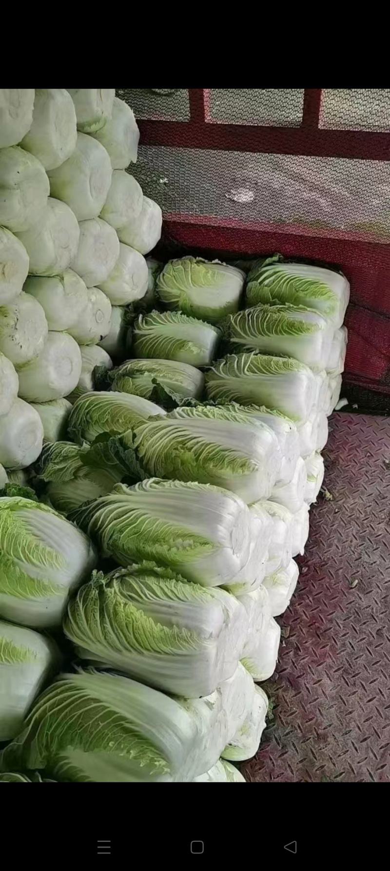 黄心大白菜