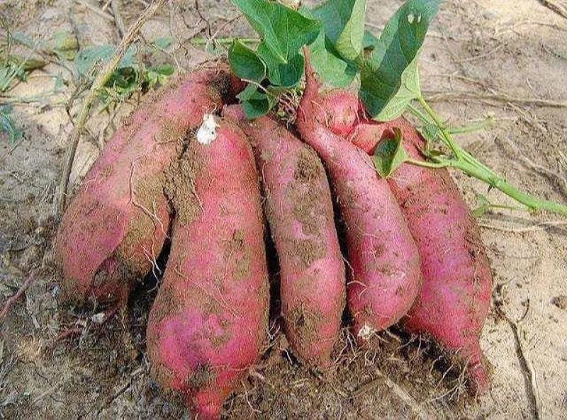 红薯