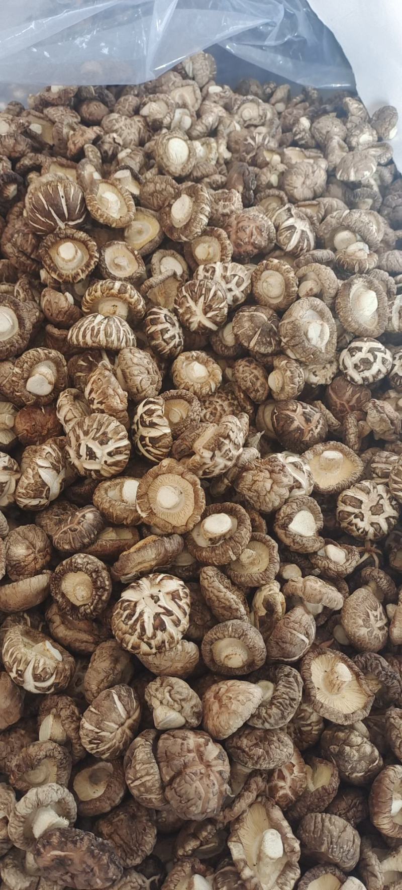 小花菇珍珠白花菇卢氏花菇中的天花板肉厚形圆口感Q弹包邮。