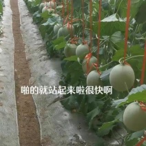 网纹瓜博洋九硬粉西红大量上市欢迎老板前来选购本人专业代办