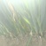 攀枝花大葱
