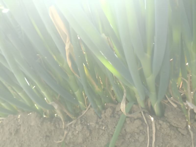 攀枝花大葱
