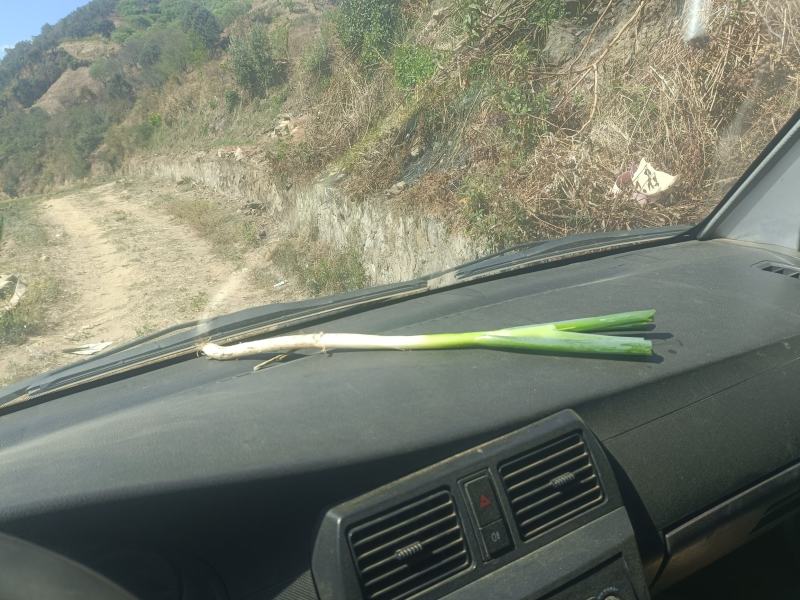 攀枝花大葱