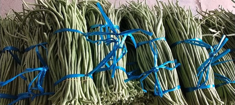 豆角豇豆60厘米长广西合浦县现摘现发欢迎来电咨询
