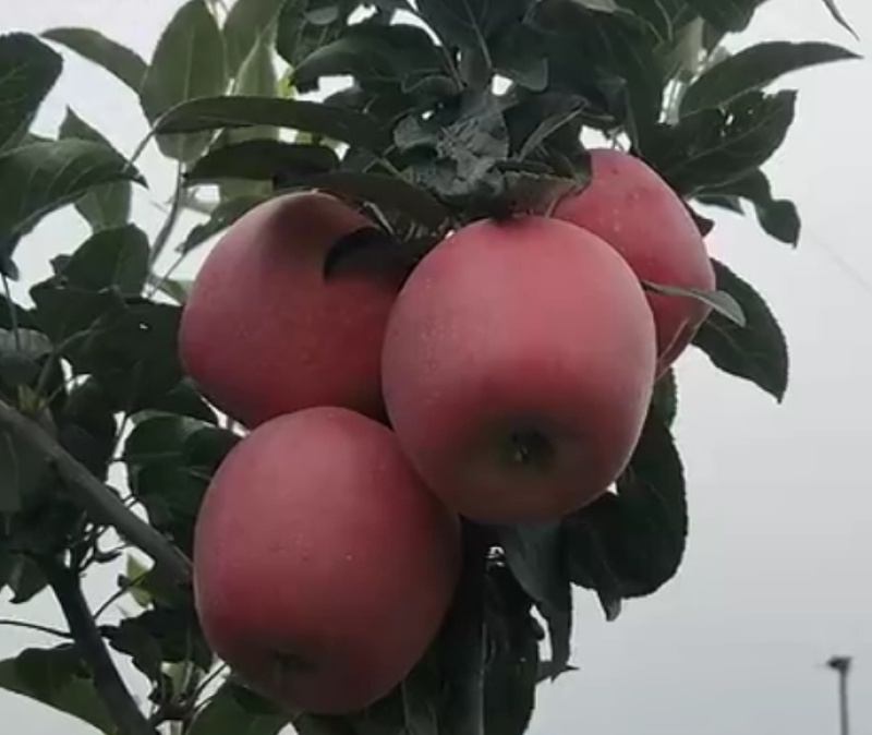 山东省鲁丽苹果苗基地现挖苗发货