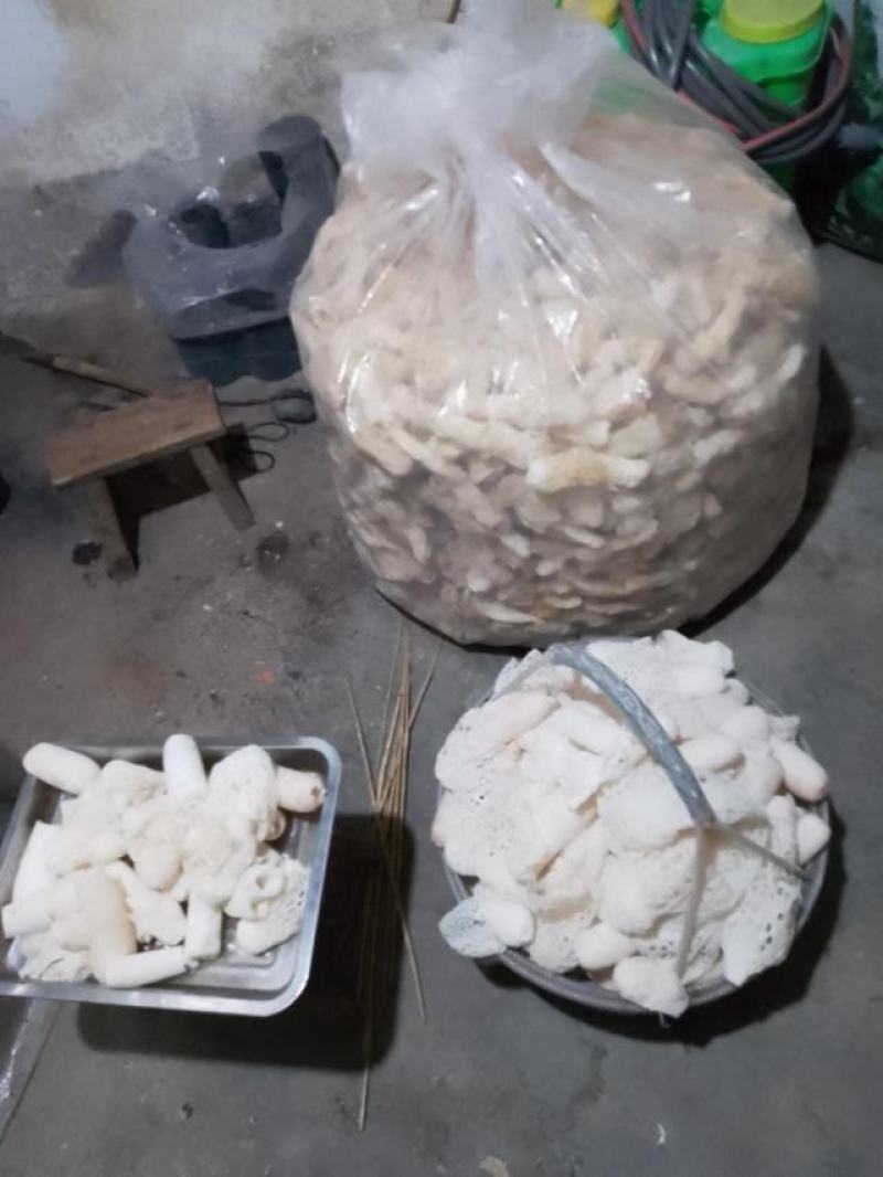 贵州哄托竹荪