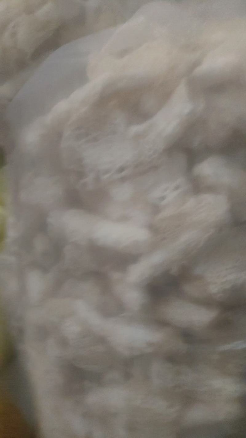 贵州哄托竹荪