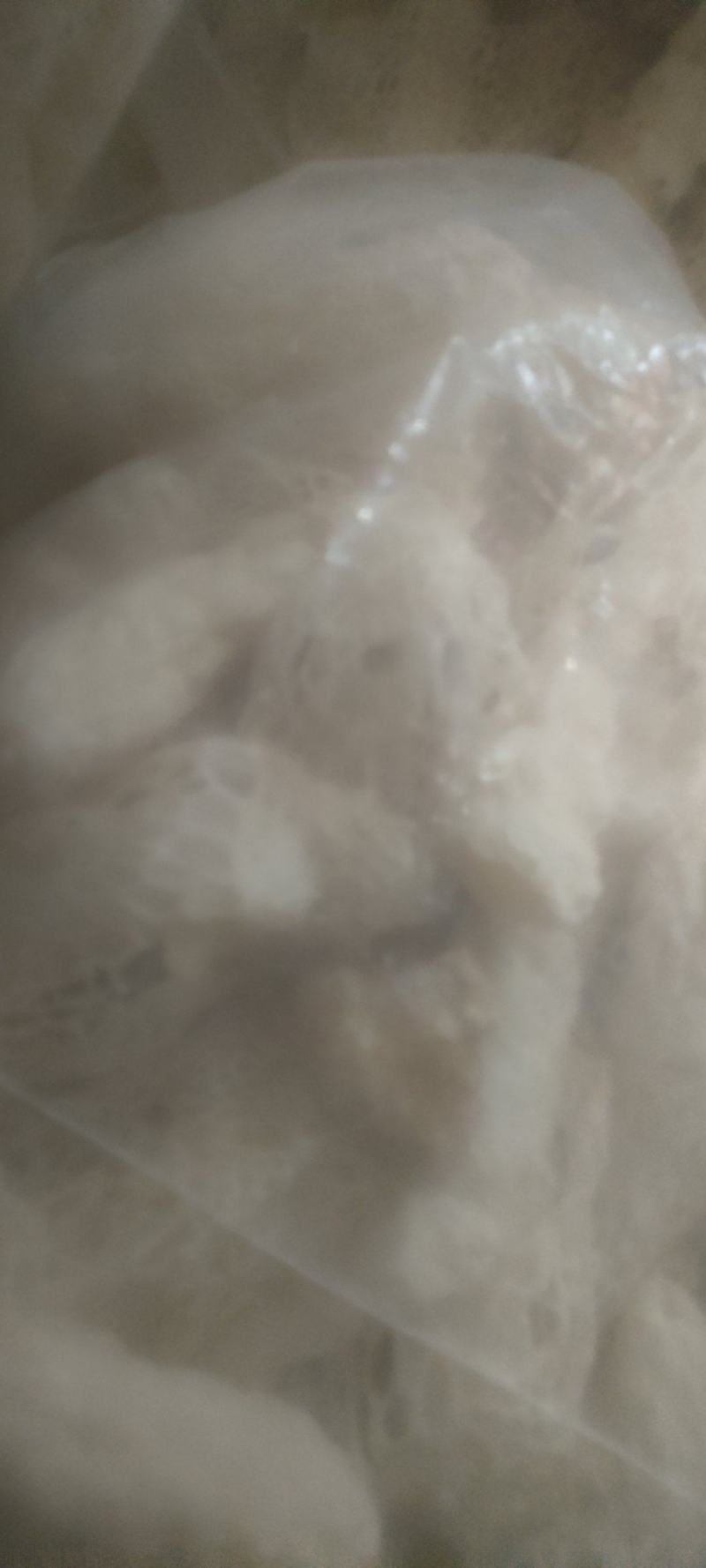 贵州哄托竹荪