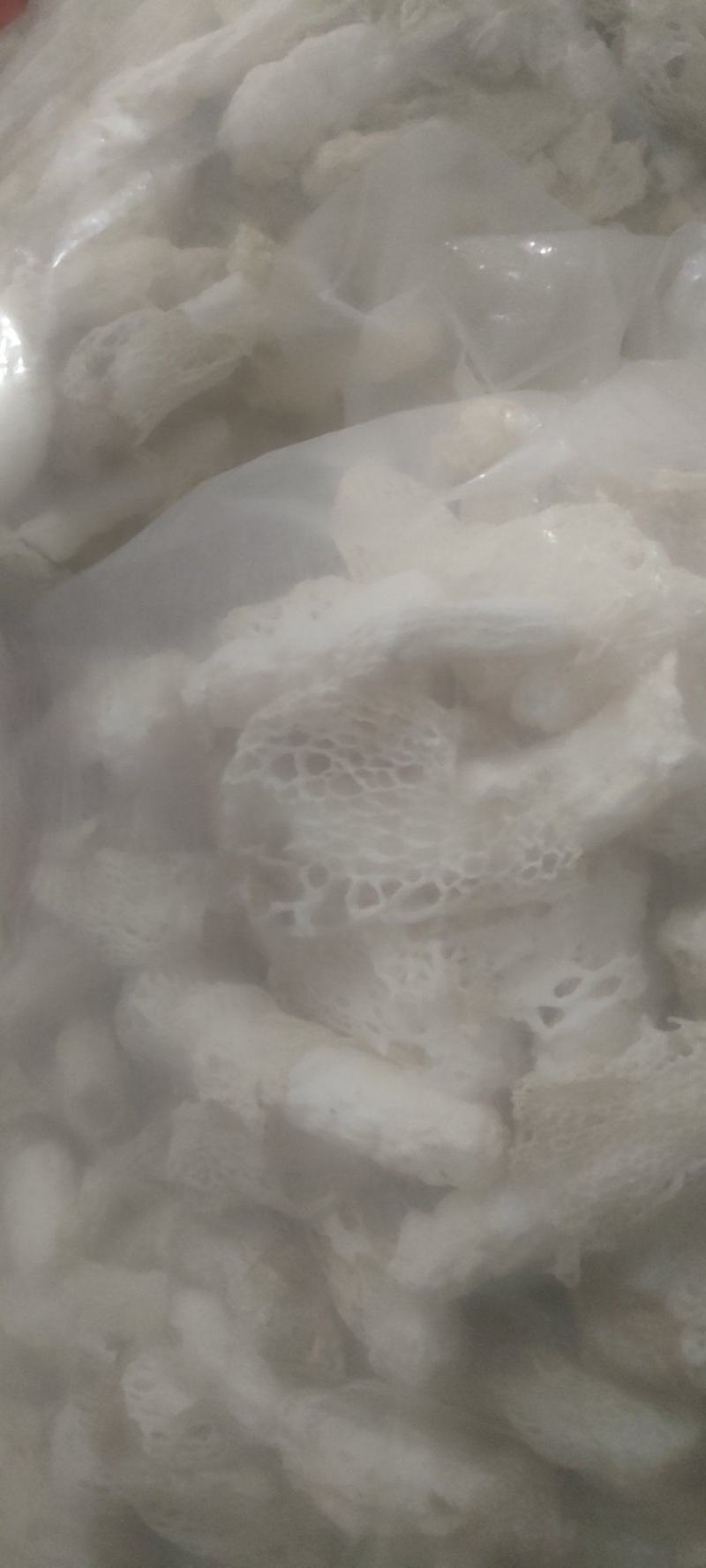 贵州哄托竹荪