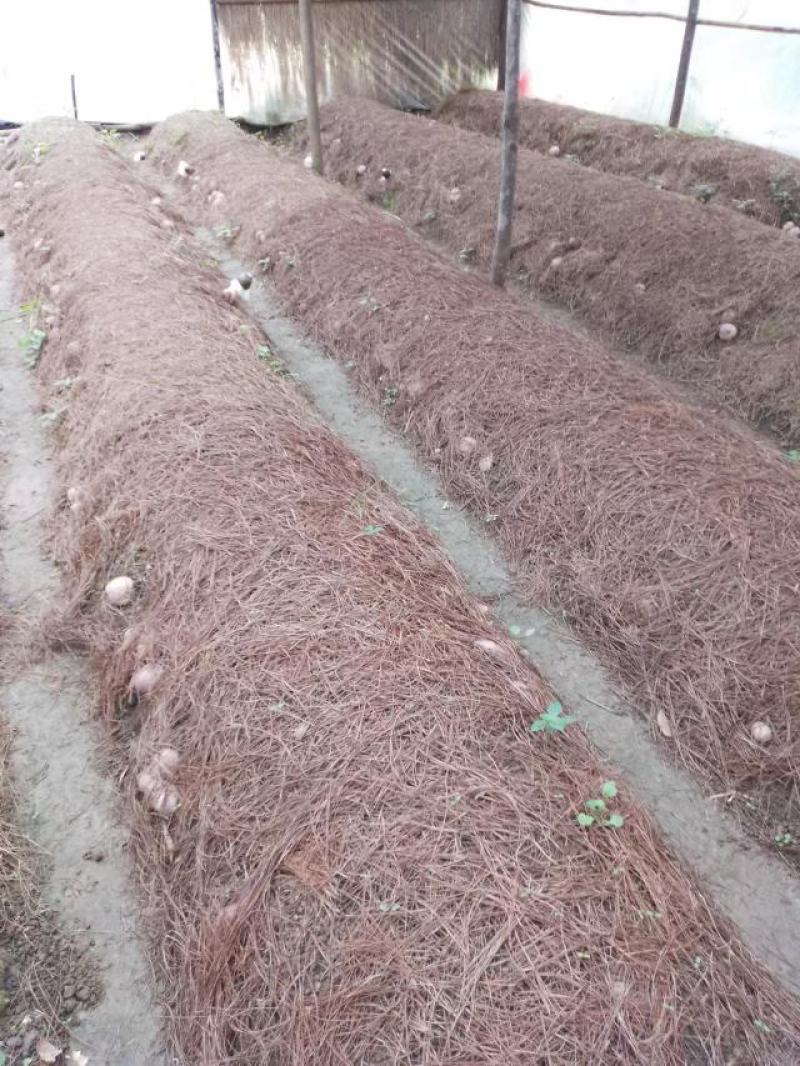 贵州哄托竹荪