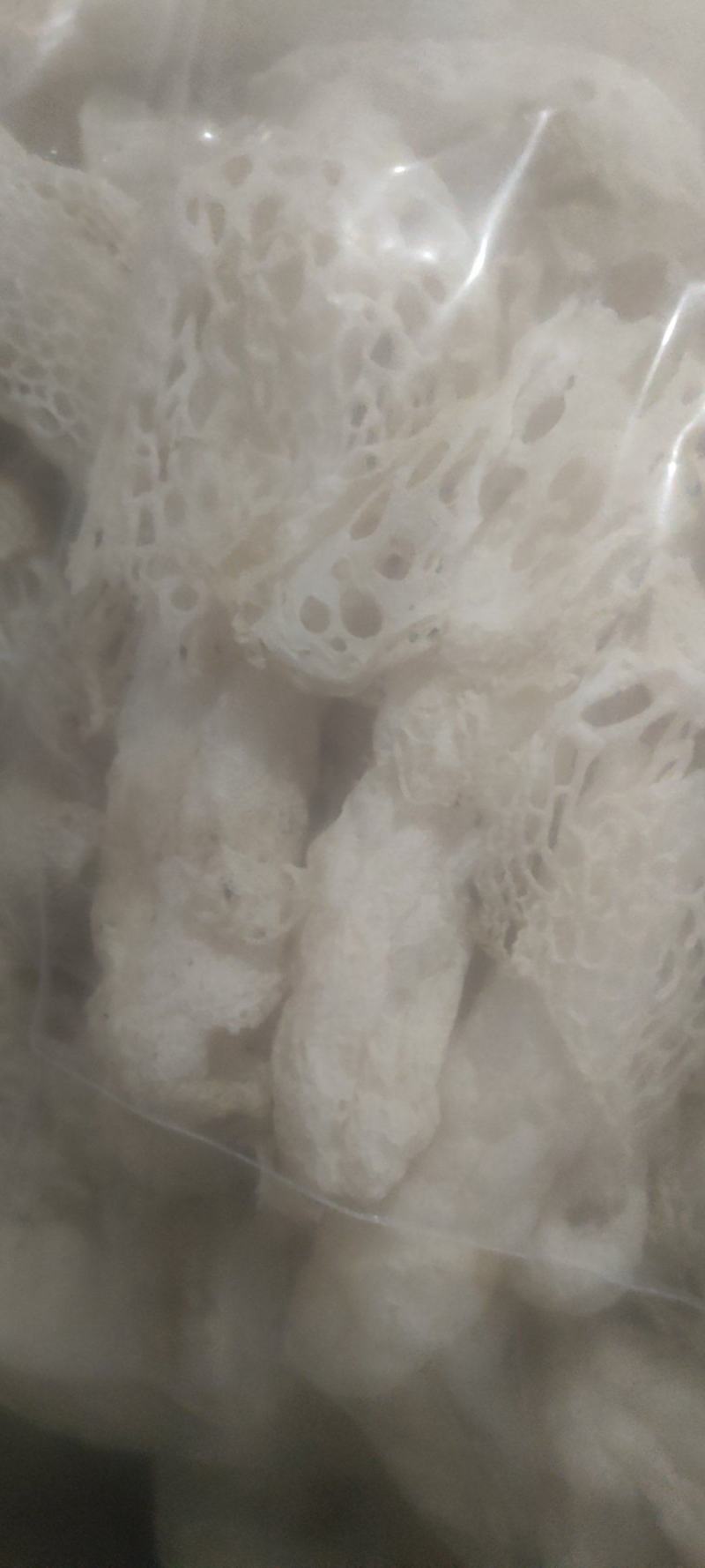 贵州哄托竹荪