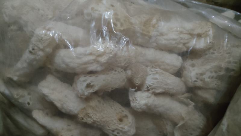 贵州哄托竹荪