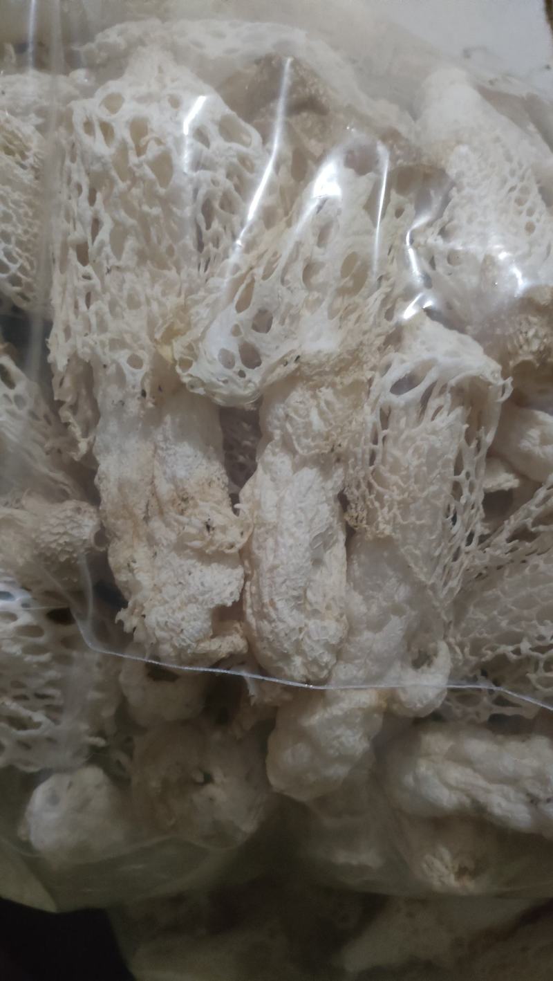 贵州哄托竹荪