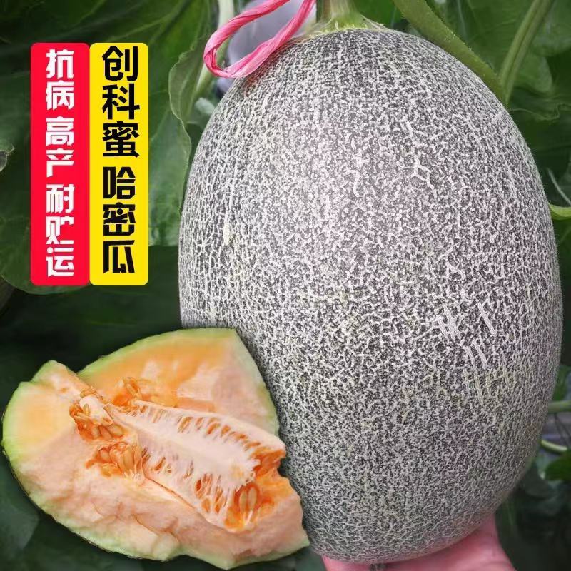 创科蜜35号哈蜜瓜种子易坐果生育期80天口感松脆果肉桔红