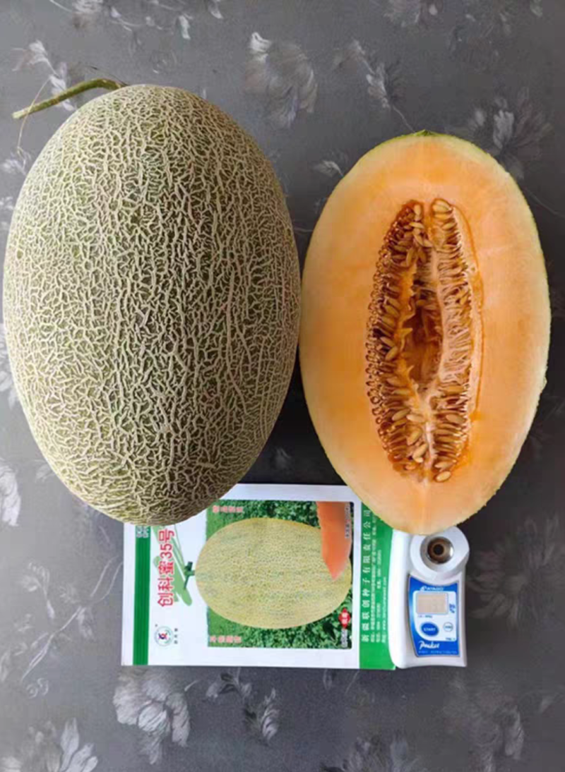 创科蜜35号哈蜜瓜种子易坐果生育期80天口感松脆果肉桔红