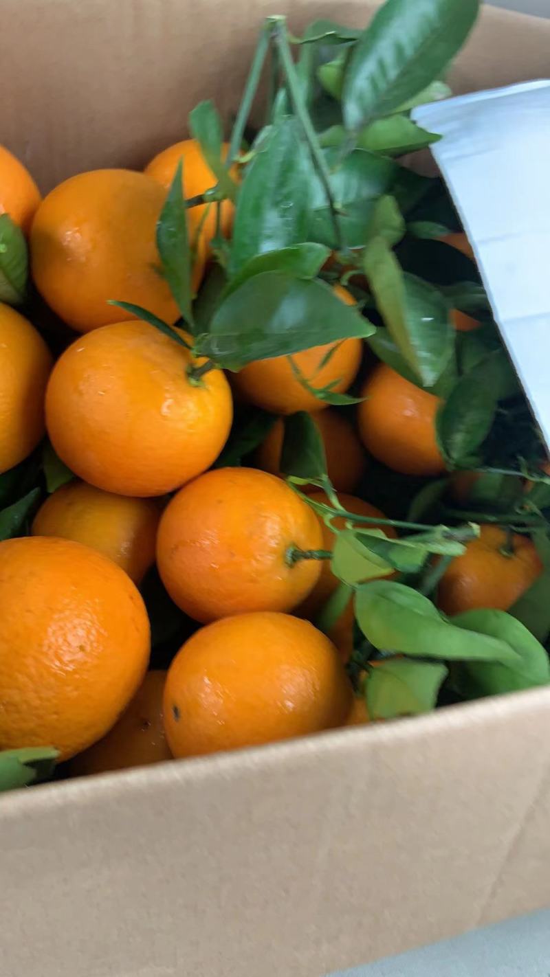 【回购率高】广西精品夏橙，口感香甜可口，夏日难得的美味。